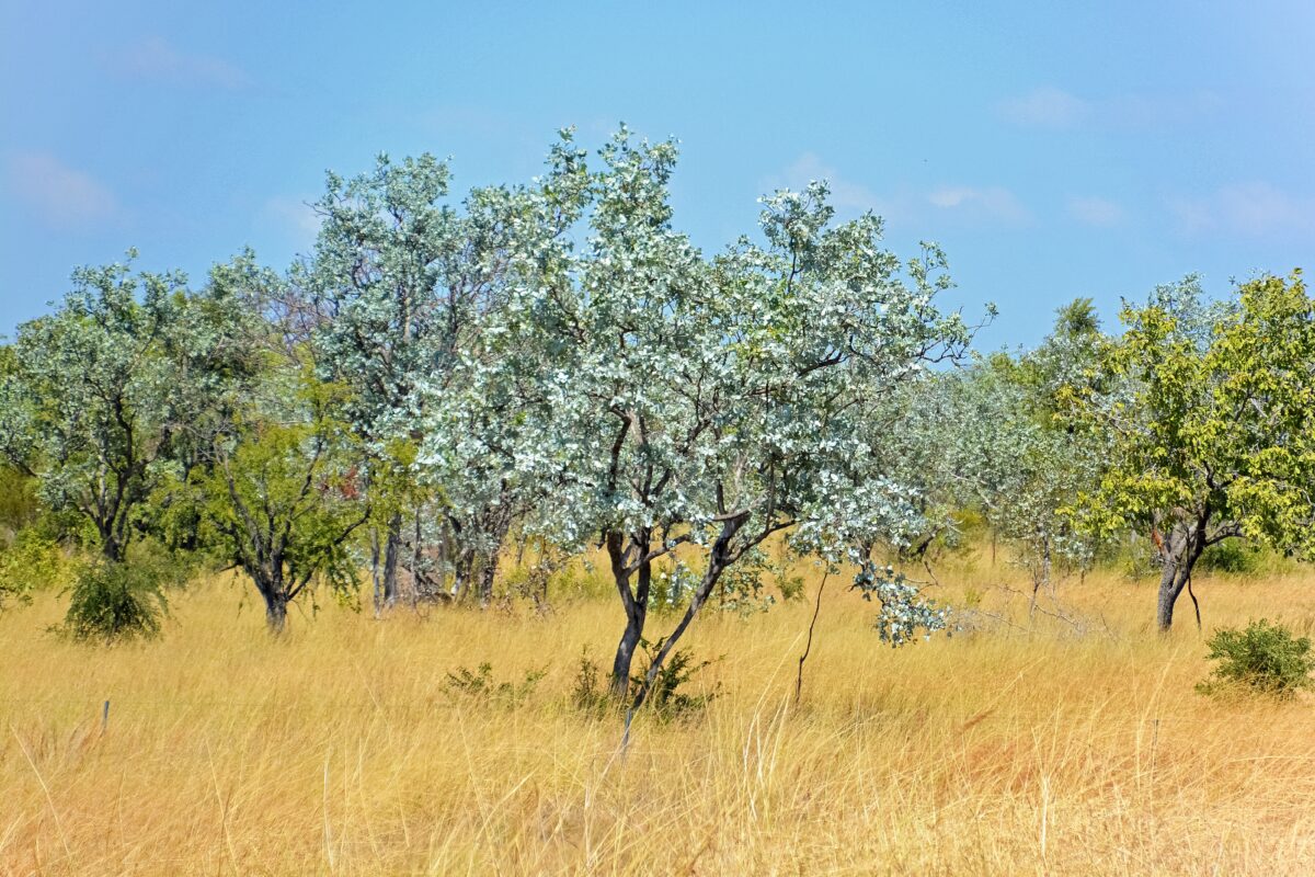 Grassland
