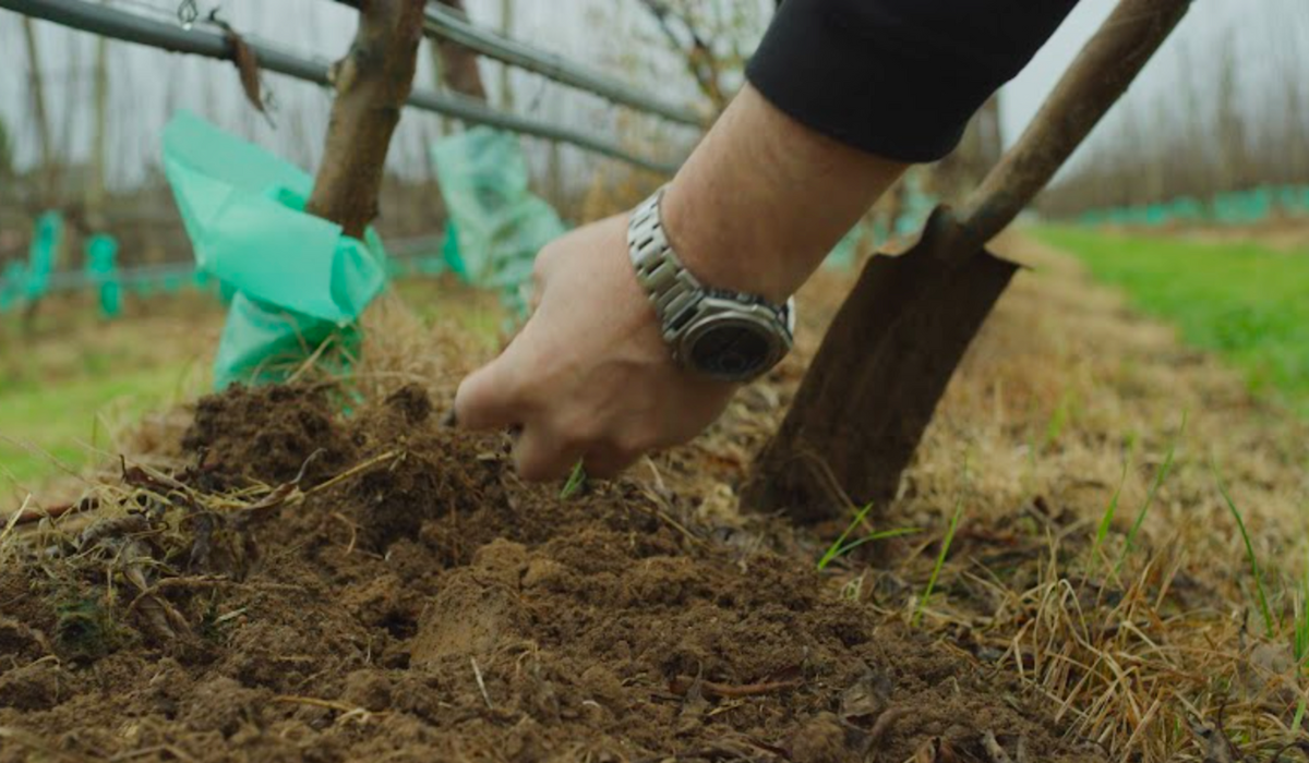Viridios Capital_case study_Hand in soil