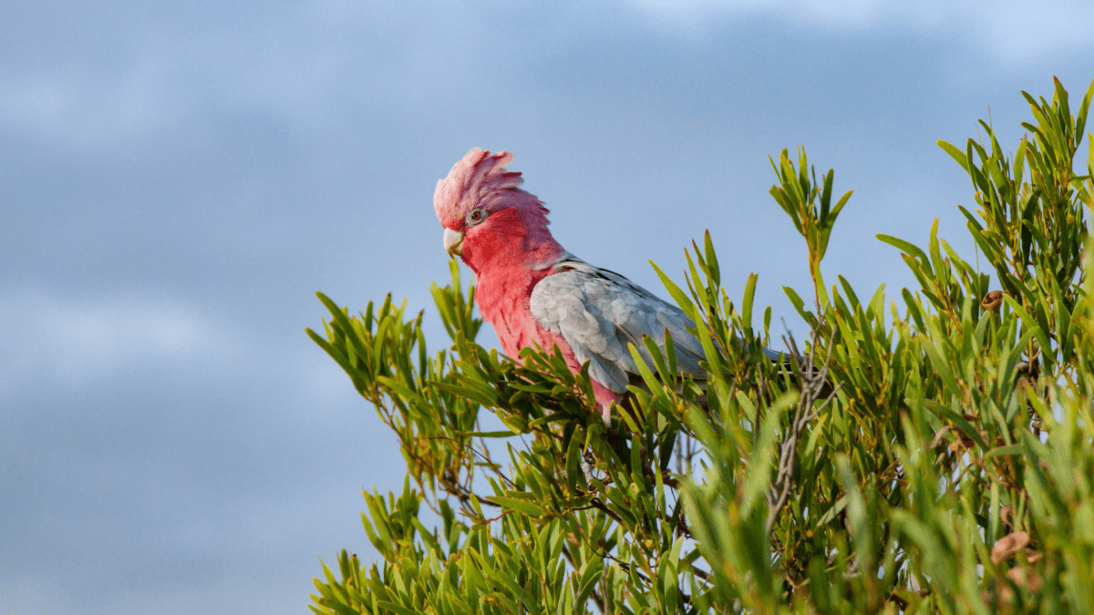 Biodiversity Australia