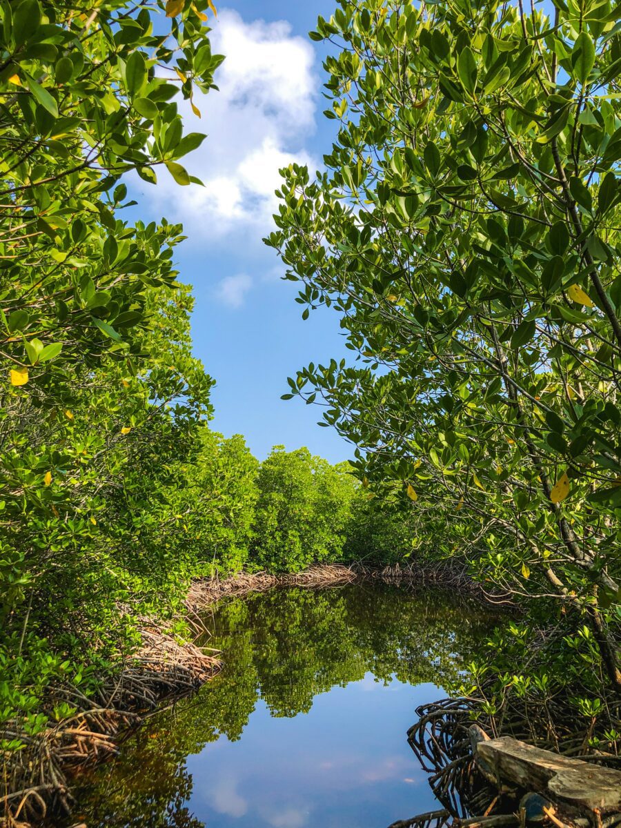 Mangrove