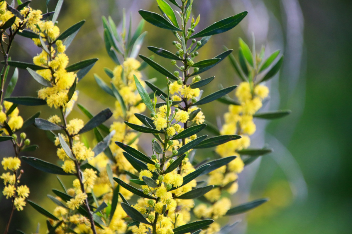 Wattle